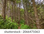 A path in the thick spruce forest. Ecola point to crescent beach trail. Ecola State Park - Oregon, USA