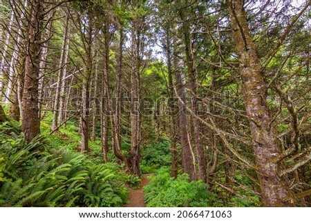 A path in the thick spruce forest. Ecola point to crescent beach trail. Ecola State Park - Oregon, USA