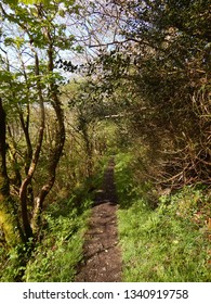 Path though the forest