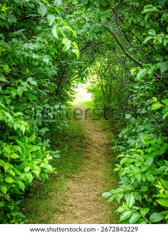 Path though the trees or the light at the end of the tunnel 