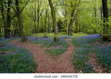 Path Though Woodland With Bluebells