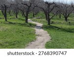Path through apple orchard with leafless trees in early spring