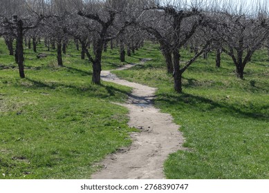 Path through apple orchard with leafless trees in early spring
