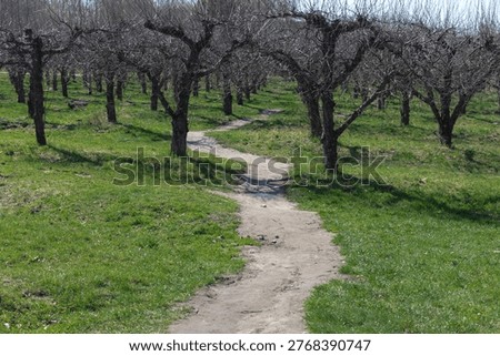 Path through apple orchard with leafless trees in early spring
