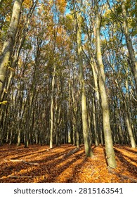 A path through an autumn forest with fallen leaves and dappled sunlight.