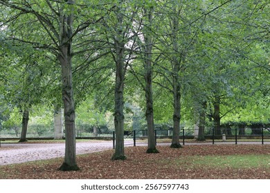 Path through an avenue of trees