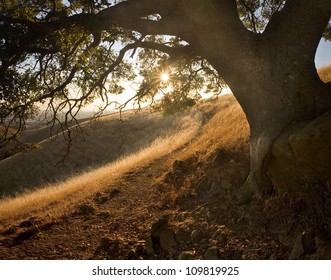 Path through beautiful, shady, hilly meadow on a sunny sunset in the East Bay Area of California