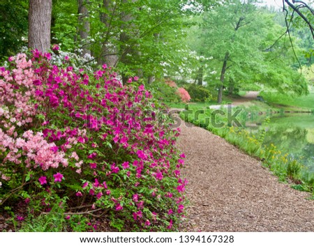 A Path Through Blooming Azalea Bushes at Brookside Gardens in Maryland