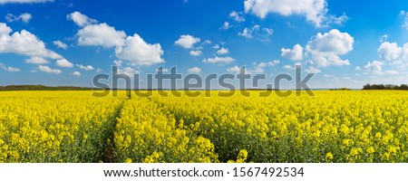 A path through blooming canola fields under a blue sky with clouds.