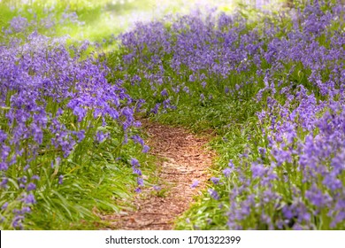Path through bluebell forest with amazing wild flowers and natural trail. Seasonal English landscape in Norfolk