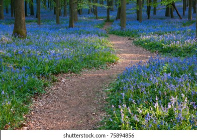 path through bluebell wood