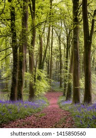 A path through a bluebell wood in Ireland.