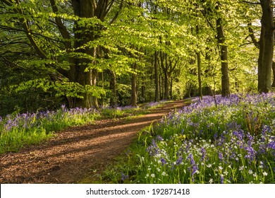 Path through Bluebell Wood / The Morpeth Bluebell Wood in Northumberland known for its fine walks in springtime - Powered by Shutterstock
