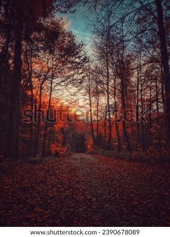 path through the colorful autumn forest