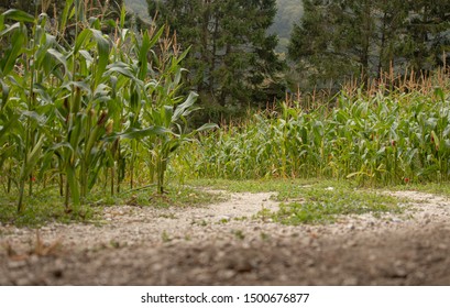 Path Through A Crop Field