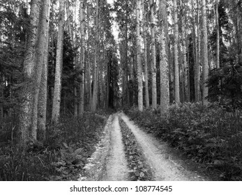 path through a dark forest