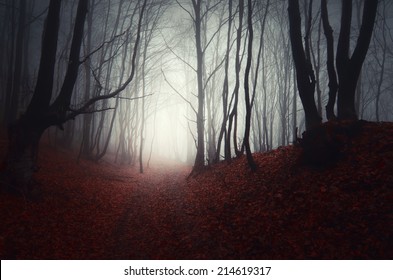 Path Through A Dark Forest