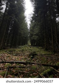 a path through a dark forest