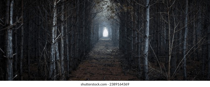 path through the dark forest with light at the end 