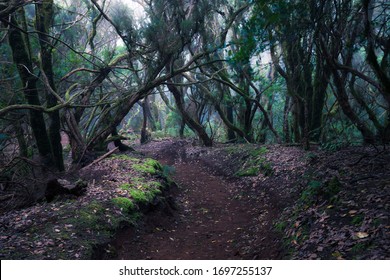 path through a dark forest. Misty woodland landscape