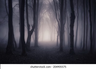 path through a dark forest at night