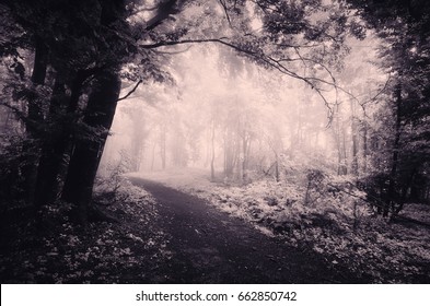 path through dark magical forest