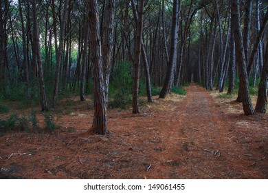 path through dark and wizard  forest