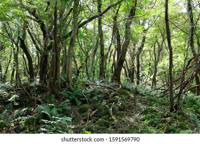 a path through the deep forest