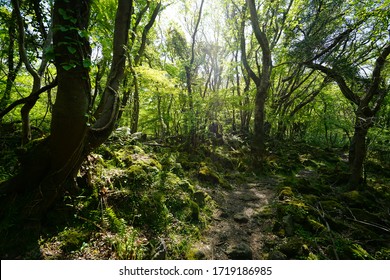 a path through a deep forest