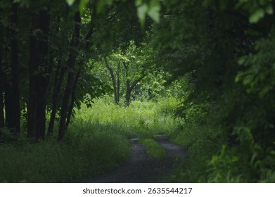 A path through a dense, dark forest