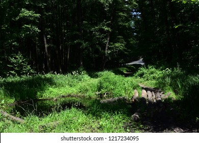 Path through dense forest