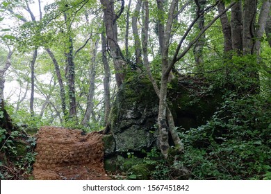 a path through dense forest