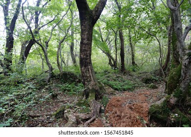 a path through dense forest