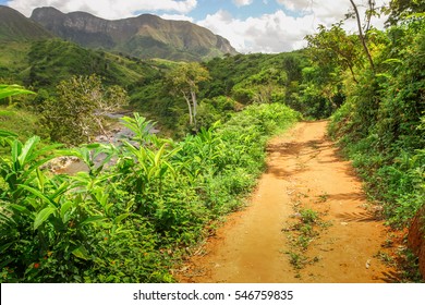 Path through dense madagascar rainforest near Masoala National Park