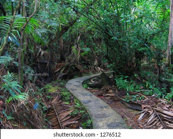 Path Through El Yunque Rainforest