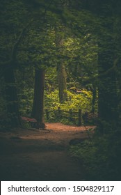 Path Through Enchanting Woodlands, Forest Park, Portland Oregon