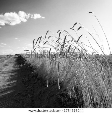 Similar – Image, Stock Photo western beach