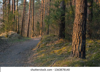 Path Through European Pine Tree Forest On A Sunny Day Evening. Pinetree Pattern Background, Preserving The Woods