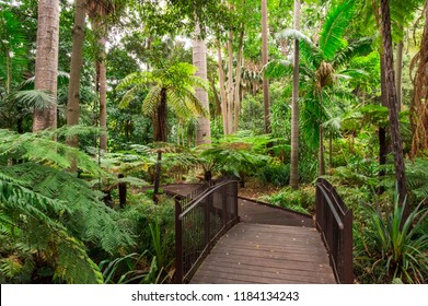 Path through the Fern Gully of the Royal Botanic Gardens in Melbourne.