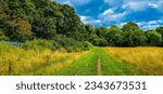 A path through a field in a meadows with trees and blue sky