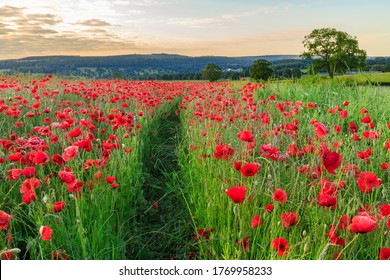 Path through a field of red poppies, wild flowers in the English landscape, with distant hills of the Derbyshire Peak District National Park, Baslow, Derbyshire, England - Shutterstock ID 1769958233
