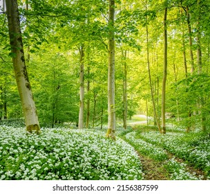 Path through field of wild garlic (Allium ursinum) in a sunlit forest. - Powered by Shutterstock