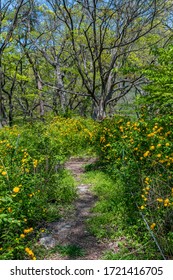 Path Through Field Of Yellow Flowers With Tall Leafless Tree In Distance.