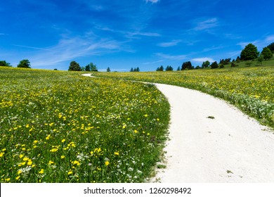 Path Through A Flower Meadow In Summer