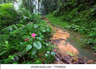 Path Through The Foggy Toro Negro Rainforest Of Puerto Rico