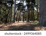 A Path Through the Forest 