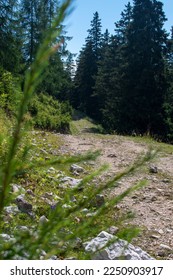 A path through the forest.