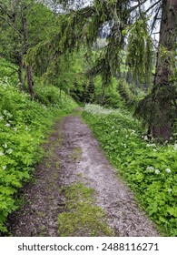 a path through the forest
