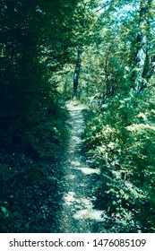 path through the forest. A beautiful mountain forest on a summer day