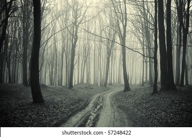 path through a forest with black trees and mist
